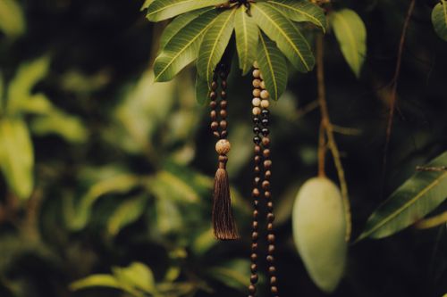 Free Serene image of prayer beads dangling from a mango tree branch with lush green leaves. Stock Photo