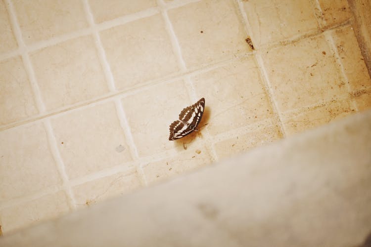 Butterfly On A Tiled Floor 