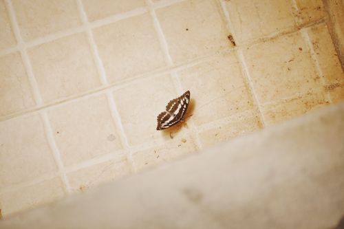 Free Close-up of a butterfly resting on a textured tiled floor, showcasing intricate wing patterns. Stock Photo