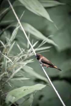 A close-up of a small bird perched on a rope amidst greenery, taken in Kannur, India.