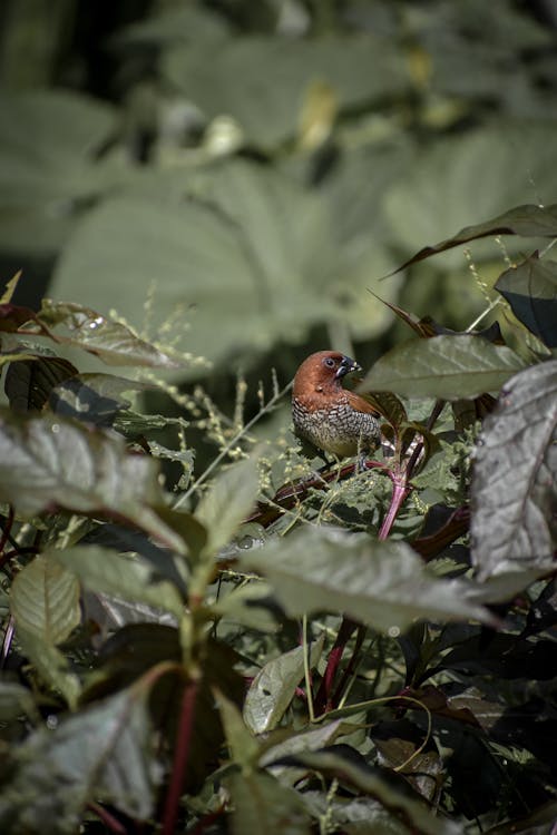 Foto stok gratis akshayanilphotography, alam, burung