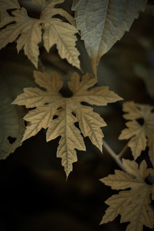akshayanilphotography, 天性, 樹葉 的 免費圖庫相片