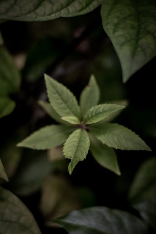 Free stock photo of akshayanilphotography, green, leaf