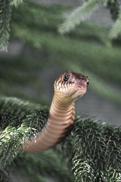 Close-Up Shot of a Snake