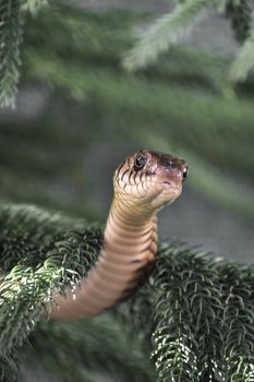 snake photo