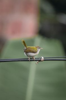 Beautiful Common Tailorbird perched on a wire amidst lush greenery in Kannur, India.