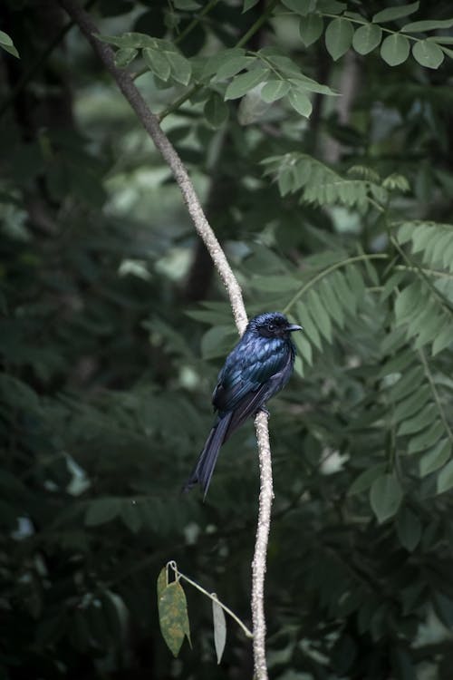 A Blue Old World Flycatchers on a Twig