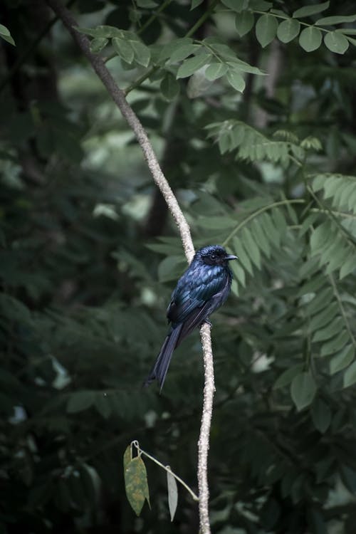 Foto stok gratis aves, bangsa burung, burung