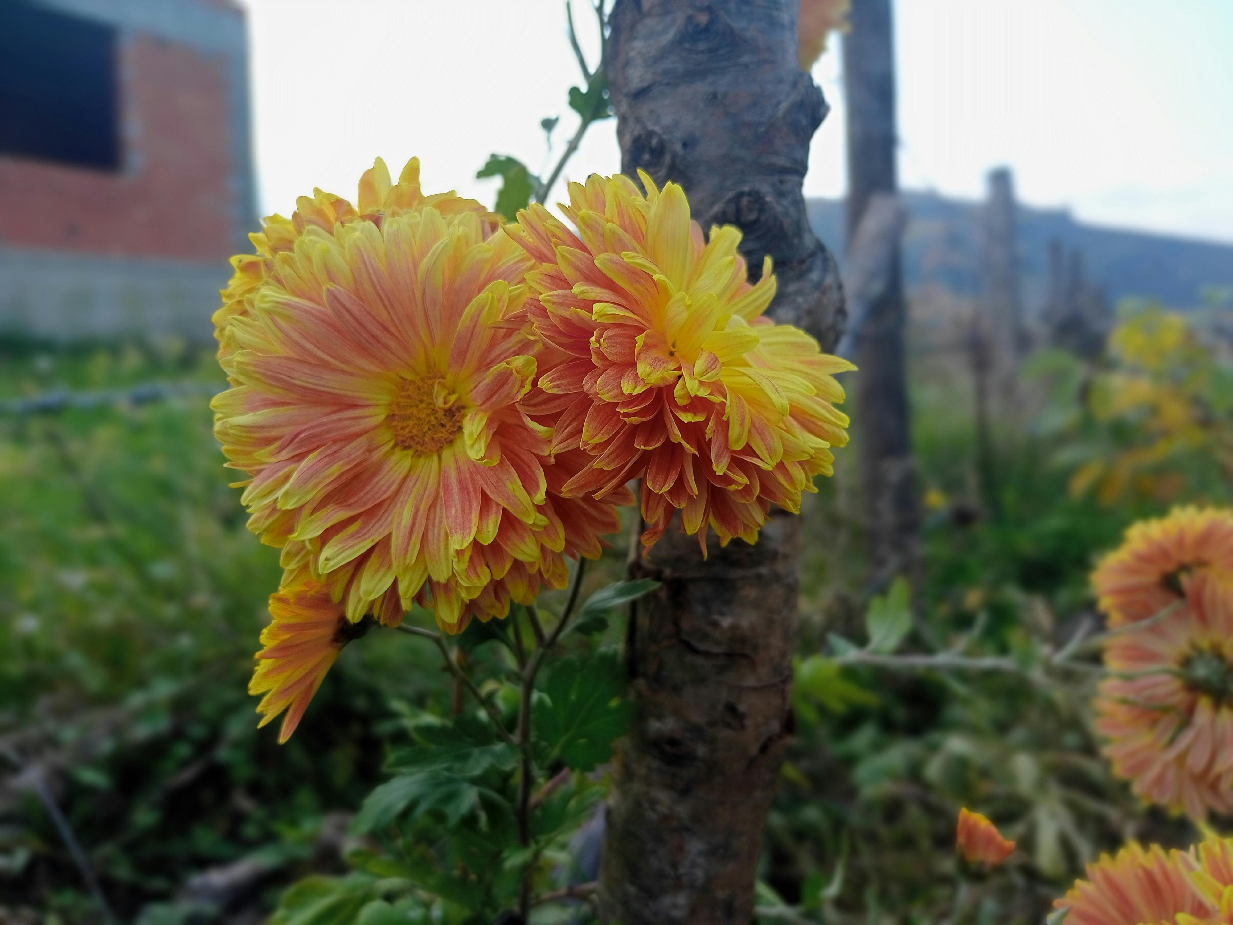 A family exploring the vast red dunes of Dubai with their Personal Guide pointing to the horizon.