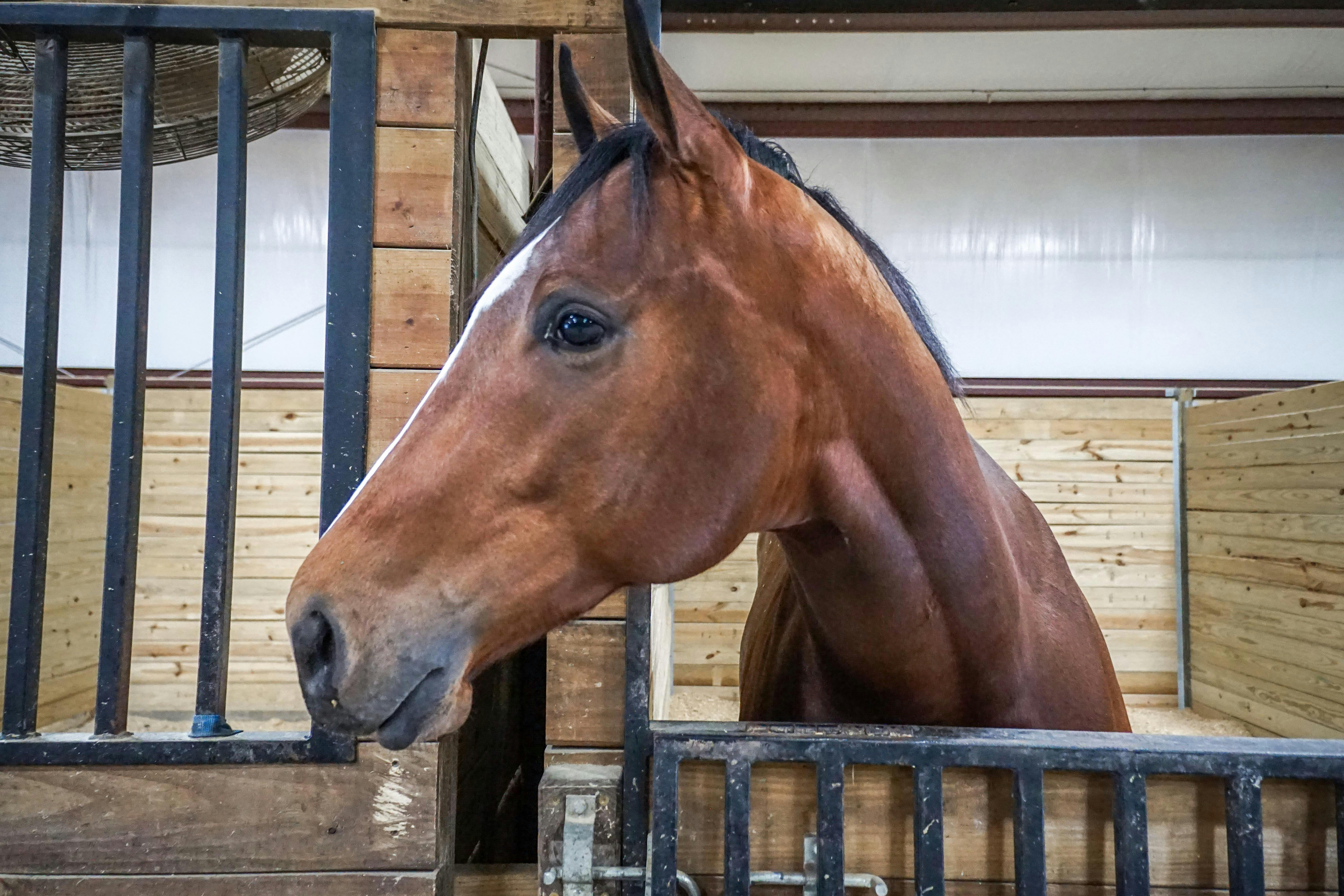 Free stock photo of barn, horse, horses