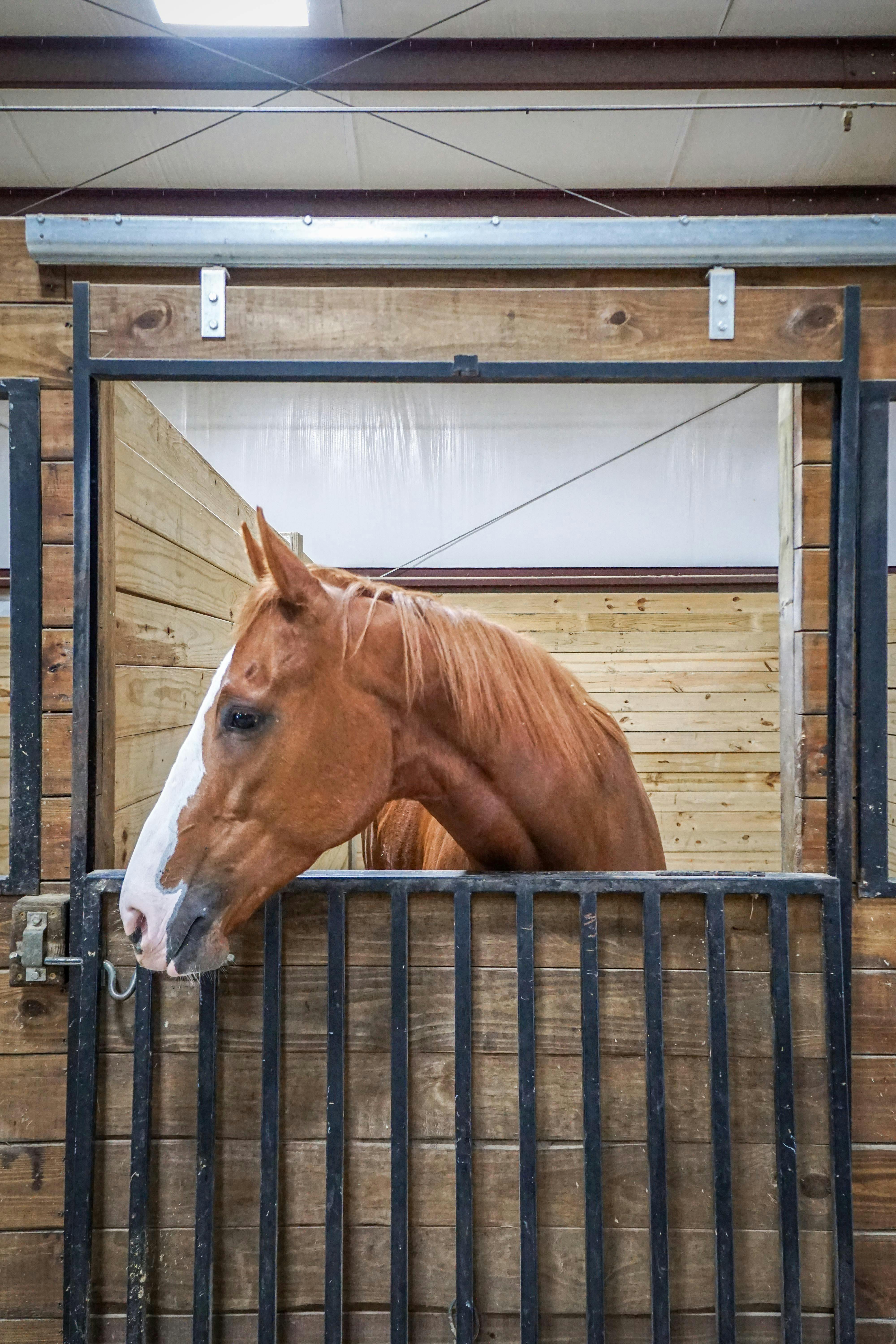 Free stock photo of barn, horse, horses