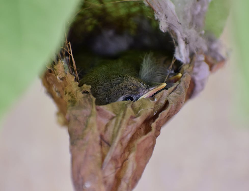 Free stock photo of bird nest, birds, chicks