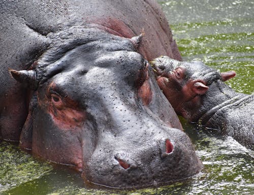 Close-Up Shot of a Hippopotamus and Its Child