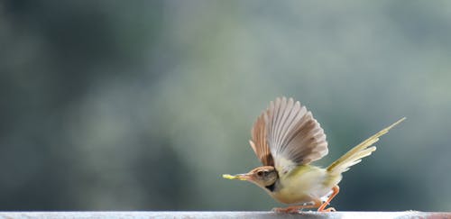 Бесплатное стоковое фото с летящая птица, птица, птицы