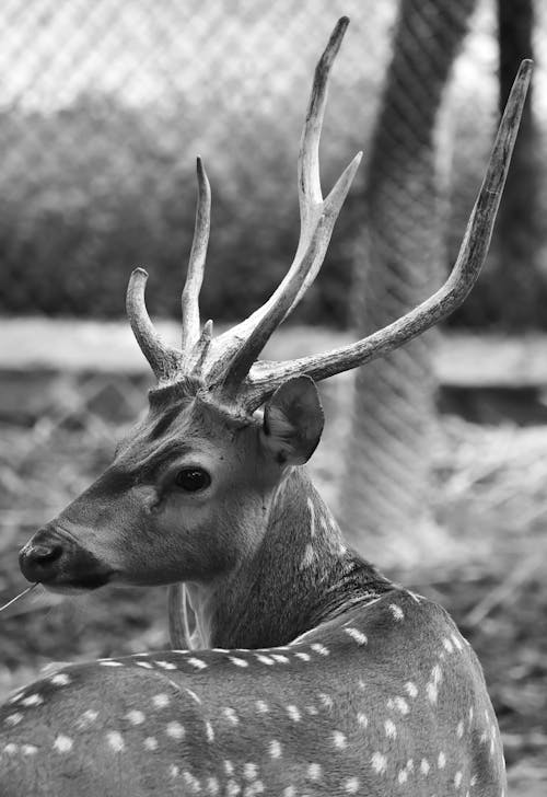 Grayscale Photo of Deer With Horn