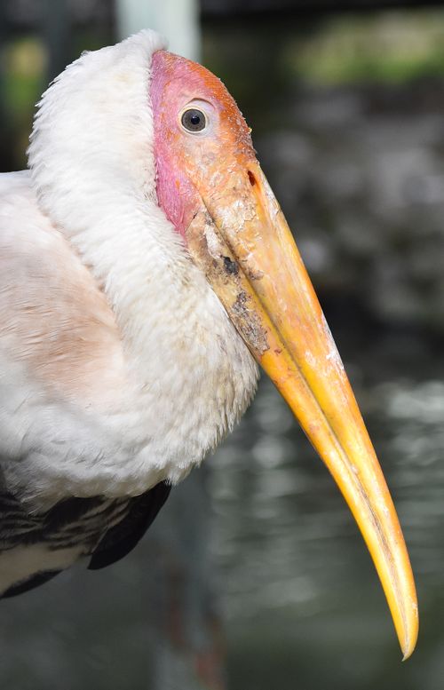 Free Detailed close-up of a Milky Stork in India with focus on its vibrant beak and plumage. Stock Photo