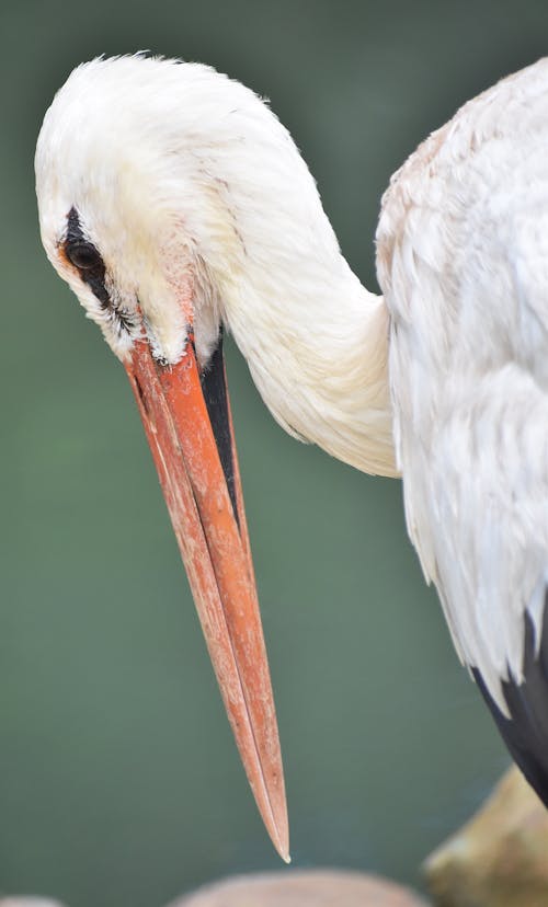 Close-Up Shot of a White Stork's Head