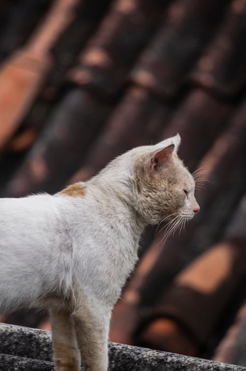 Gratis lagerfoto af behåret, dyrefotografering, kat Lagerfoto