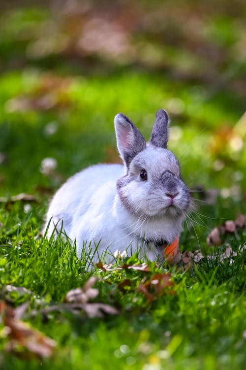 Free Close-Up Shot of a Cute White Rabbit on Grass Stock Photo