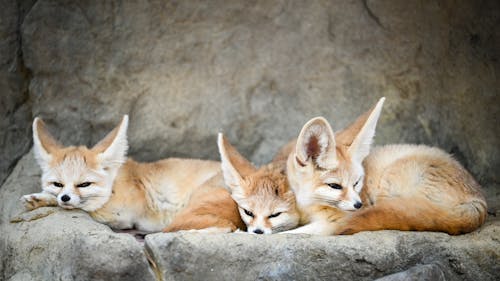 Free Three Brown Foxes Lying on Gray Rock Stock Photo