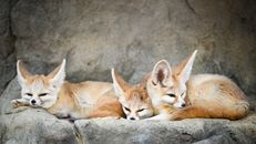 Three Brown Foxes Lying on Gray Rock