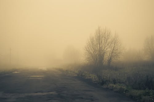 Mist Covering Bare Trees near a Road