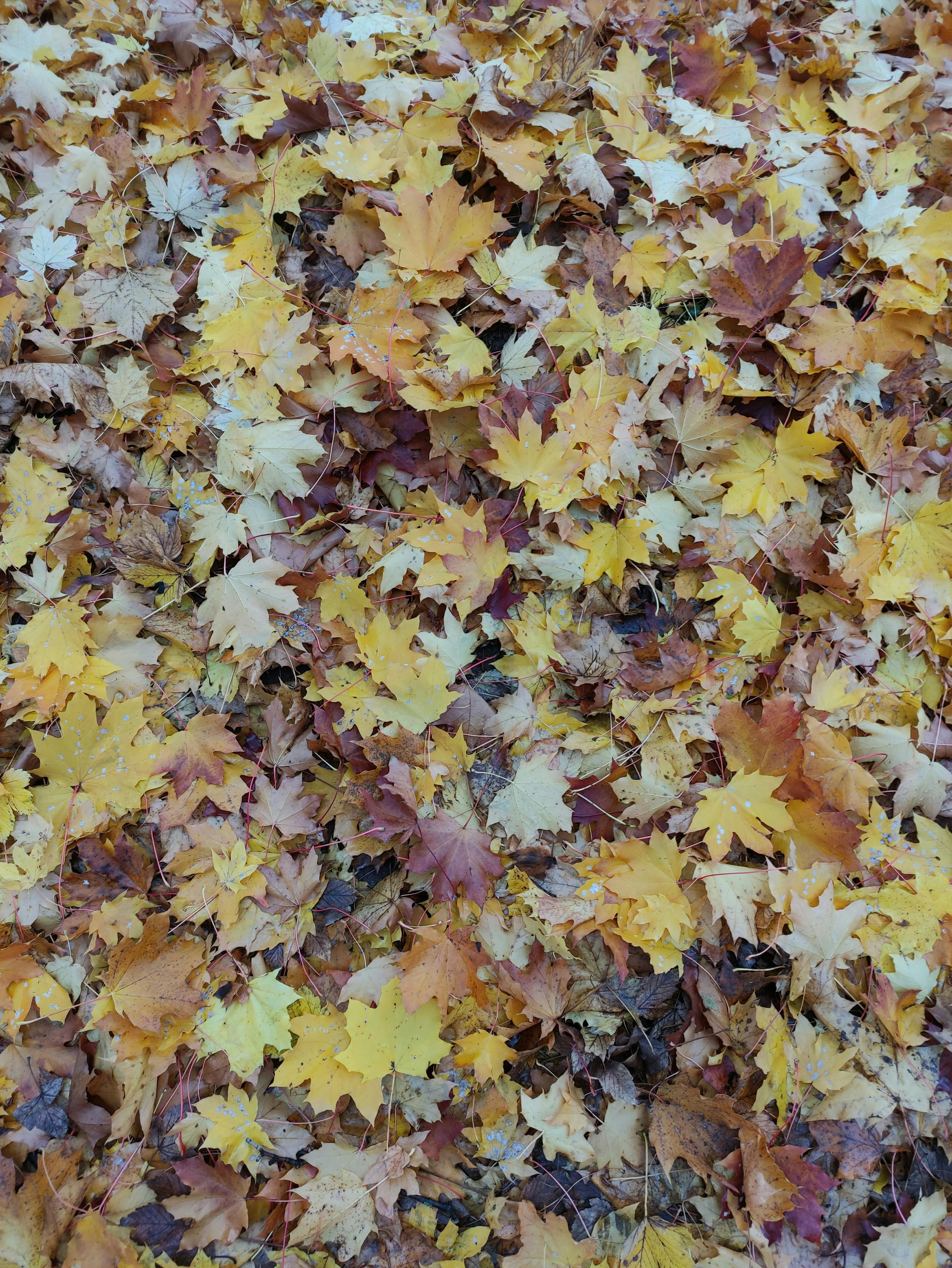 A sleek speed boat cuts through the blue Dubai Waters with the city skyline in the background, showing the Burj Al Arab.