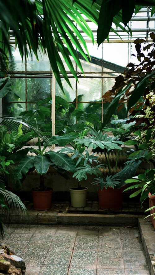 Plants in Greenhouse