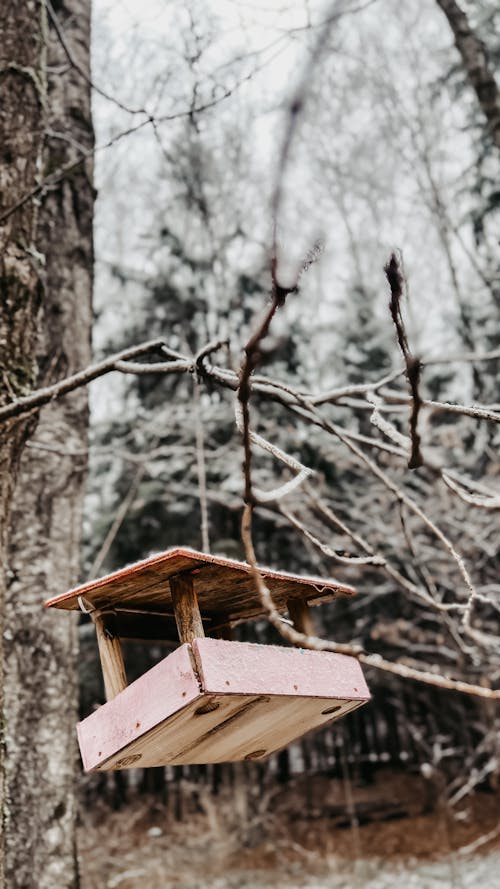 Gratis stockfoto met bomen, Bos, houten