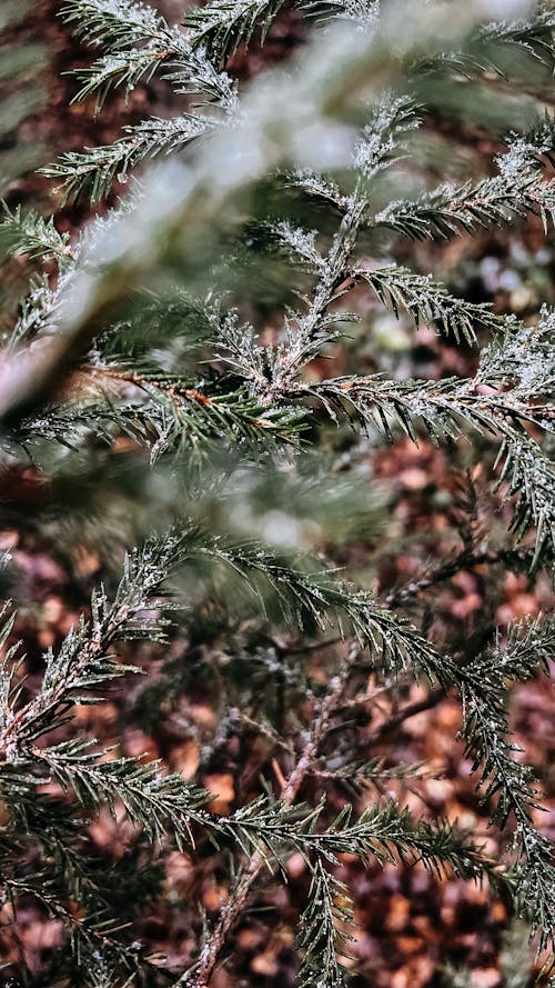 Gratis stockfoto met detailopname, groenblijvende boom, mooi uitzicht