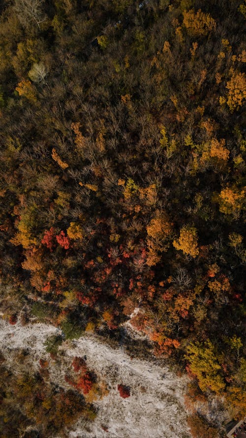 An Aerial Photography of Trees in the Forest