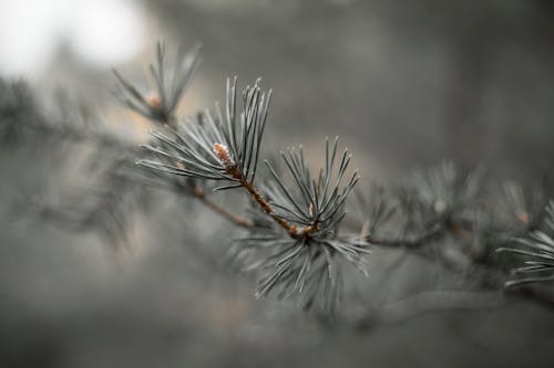 Needle Branches in Close Up