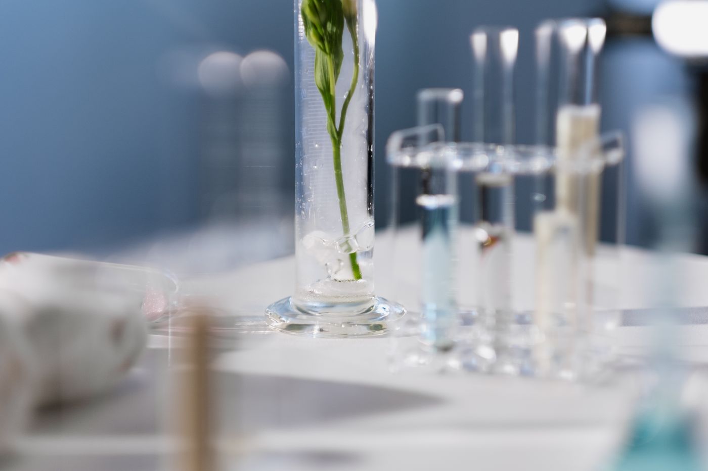 Close-up of botanical laboratory glassware in a modern research setting