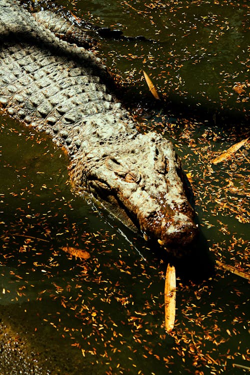 Free Crocodile on Body of Water Stock Photo