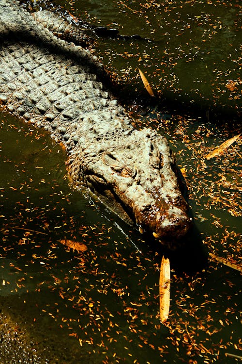 Crocodile on Body of Water