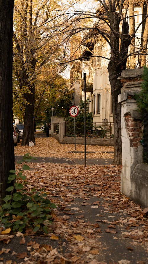 Imagine de stoc gratuită din anotimp, arbori, cădere