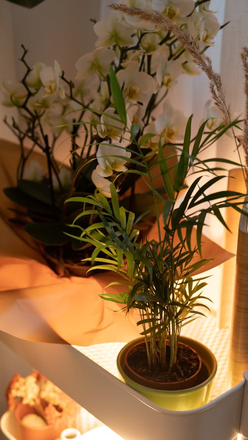 Green Plant and Flowers on Pots