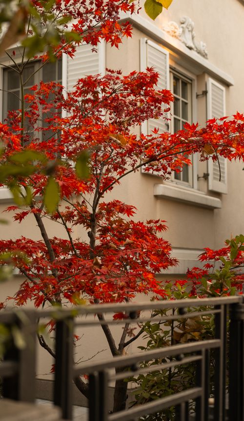 Free A stunning red Japanese maple tree in autumn, set against a house in an urban setting. Stock Photo