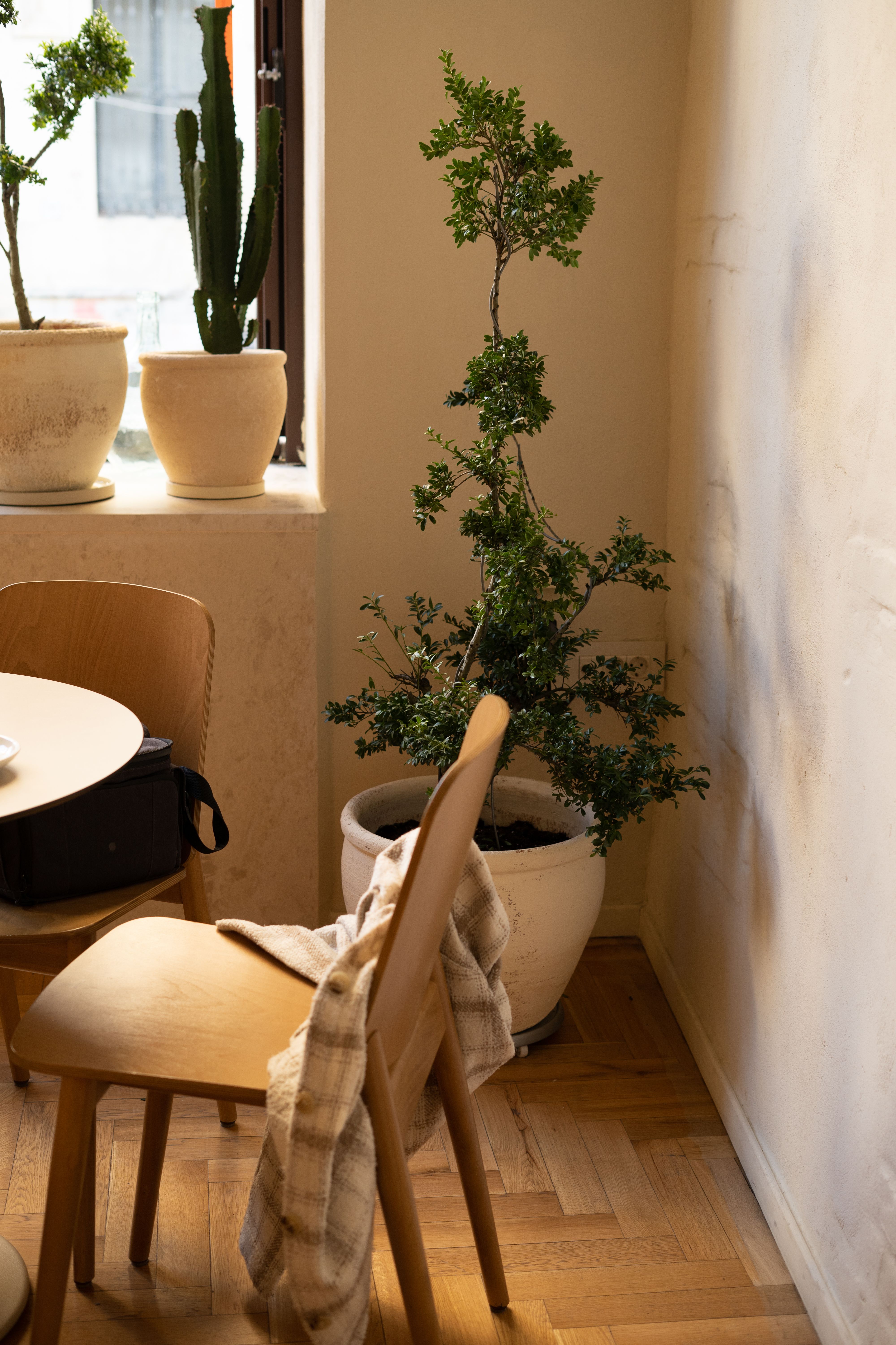 Warm café ambiance with potted plants and wooden chairs. Ideal for relaxing moments.