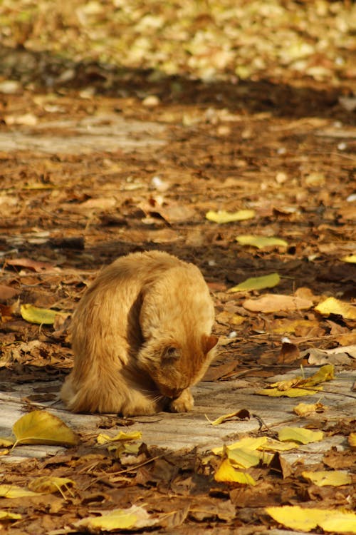 A Cat Self Grooming near Dried Leaves