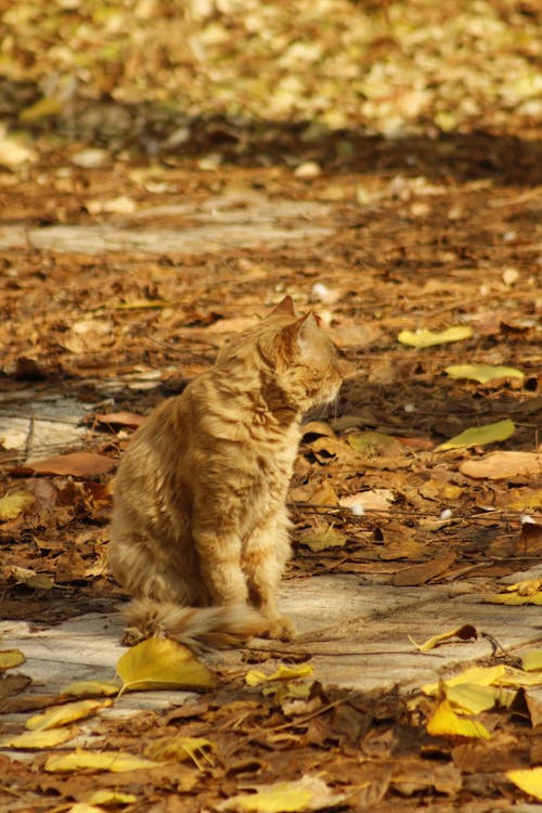 Orange Tabby Cat Sitting Near Brown Dried Leaves