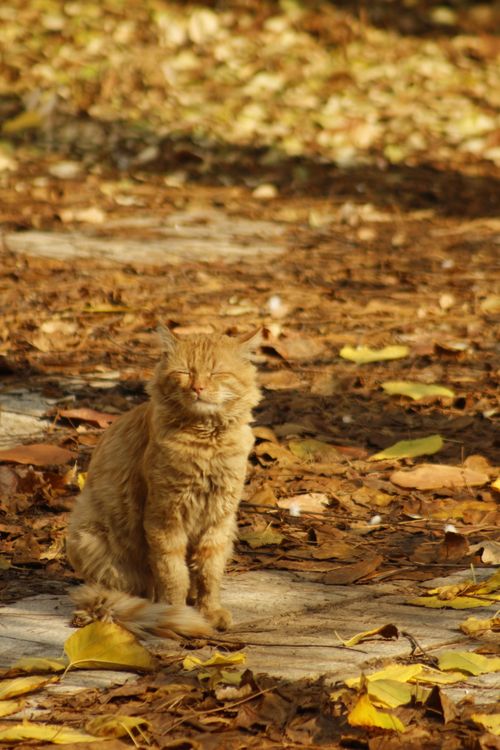 Cat Profile Fall A Cat during Fall ยท Free Stock Photo