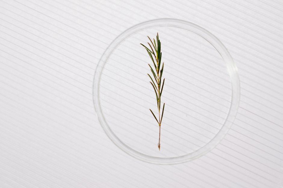 clean, modern laboratory equipment with natural herbs and plants nearby - breakthrough wellness clean, modern laboratory equipment with natural herbs and plants nearby - breakthrough wellness