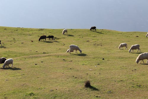 Základová fotografie zdarma na téma hospodářská zvířata, krajina, ovce