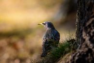 Black and Brown Bird on Green Grass