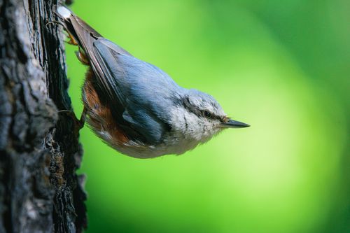 Free A detailed view of an Eurasian Nuthatch perched on a tree trunk against a vibrant green background. Stock Photo