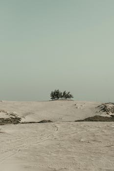 晴朗的天空下，树木稀疏的沙漠场景十分宁静，非常适合表现宁静与极简主义主题