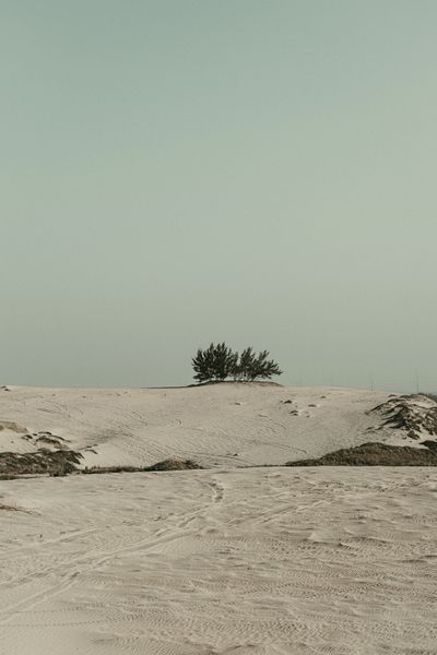 Desert scene with sparse trees — photo by Alan Cabello on Pexels
