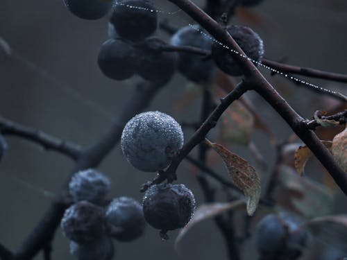 Close-up of Blueberries