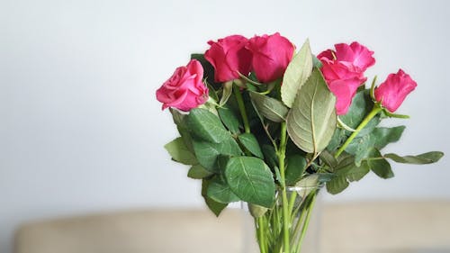 Foto profissional grátis de aumento, de flores, delicado